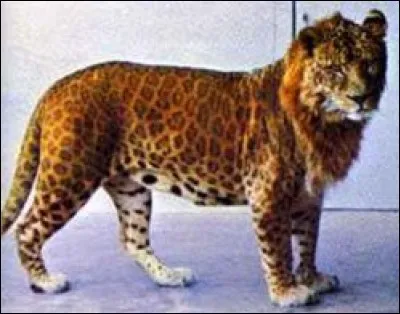 Quel est cet hybride né du croisement entre un léopard et une lionne ?