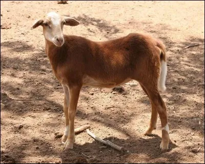 Quel est cet hybride né du croisement entre un mouton et une chèvre ?