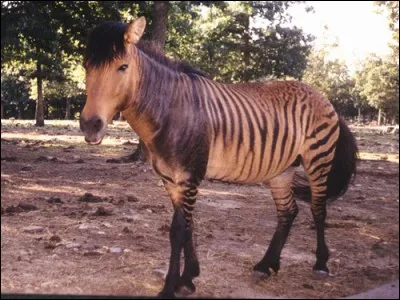 Quel est cet hybride né du croisement entre un zèbre et une jument ?