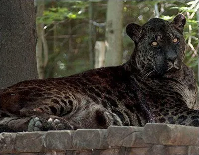Quel est cet hybride né du croisement entre un jaguar et une lionne ?