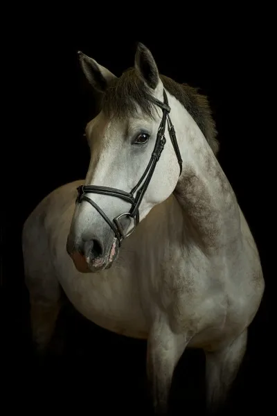 Si tu étais un cheval, où aimerais-tu être ?