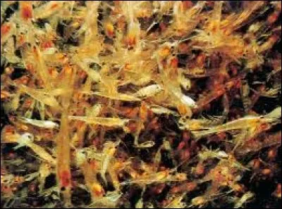 Que mange un animal planctivore ?