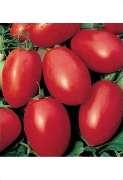 Cette variété de tomate a pour anagramme la couleur...