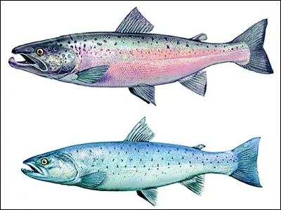 Ces poissons de la famille des salmonidés, sauvages ou d'élevage, sont consommés frais ou fumés. Trouvez leur anagramme.
