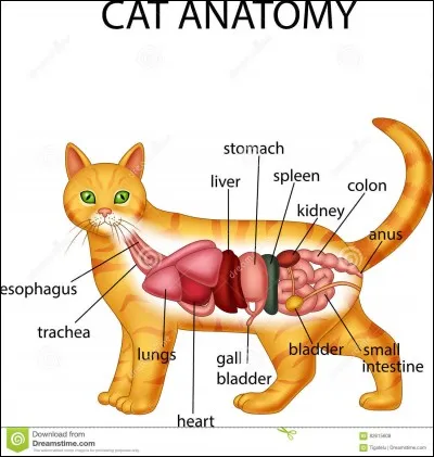 Quel chapitre des animaux préfères-tu ?