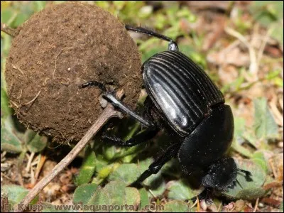 Quelle invention a vu le jour grâce au bousier ?