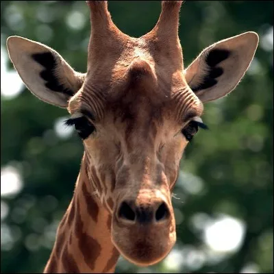 Quelle taille mesure une girafe ?