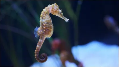 Où le mâle hippocampe garde-t-il ses ufs ?