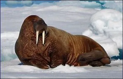 Quel est ce mammifère marin ?