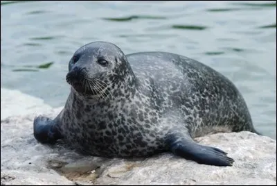 Quel est ce mammifère marin ?