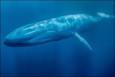 Quel est ce mammifère marin ?