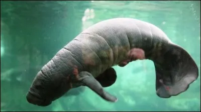 Quel est ce mammifère marin ?