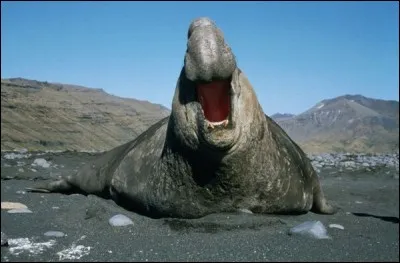 Quel est ce mammifère marin ?