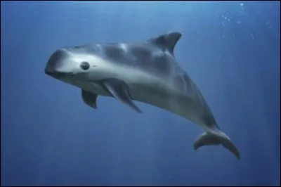 Quel est ce mammifère marin ?