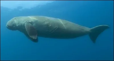Quel est ce mammifère marin ?