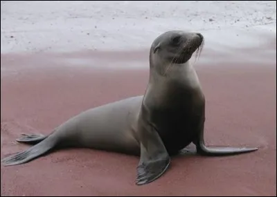 Quel est ce mammifère marin ?