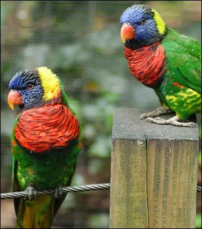 Plante ombellifère des régions chaudes du Moyen-orient et d'Afrique !
