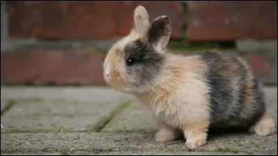 Selon toi, lequel est le plus confortable ?