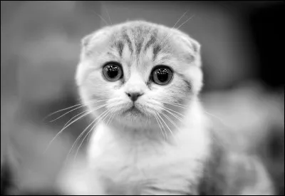 Que veut faire Silas à Elena ?