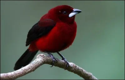 Quelle est la mutation pour devenir un vampire ?