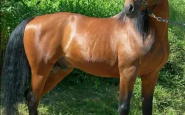 Quiz Galop 1