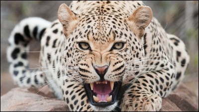Les taches du léopard ont-elles un nom scientifique ?