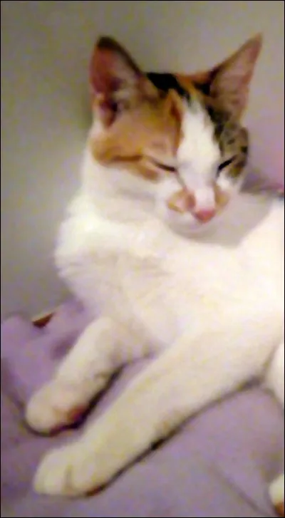 Un chat tricolore peut-il être un mâle ?