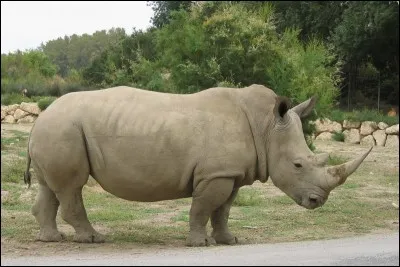 Comment sait-on qu'un rhinocéros est en colère ?