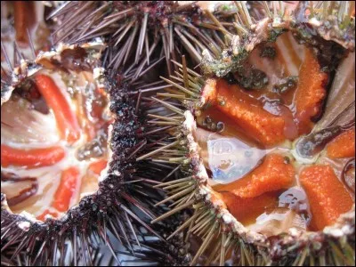 Deux ou trois oursins. Que mange-t-on dans l'oursin ?