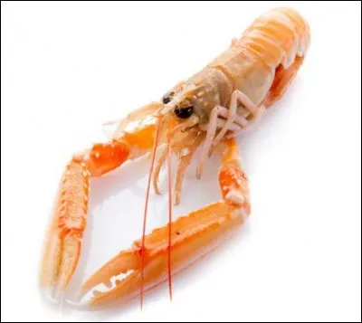 Des langoustines. Hormis la taille, quelle est la principale différence entre une langoustine et une langouste ?