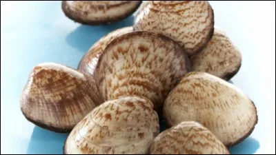 Des coquillages, mais à ne pas confondre. Quels sont ceux-ci ?