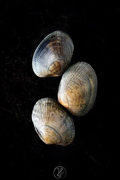 Ces espèces de coquillages sont 'légères', ce sont des...