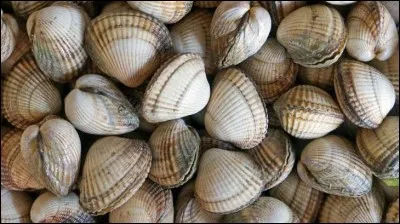 Des coquillages plus petits, ce sont donc des...