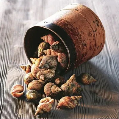 Les incontournables bulots. Le bulot est-il un gastéropode ?