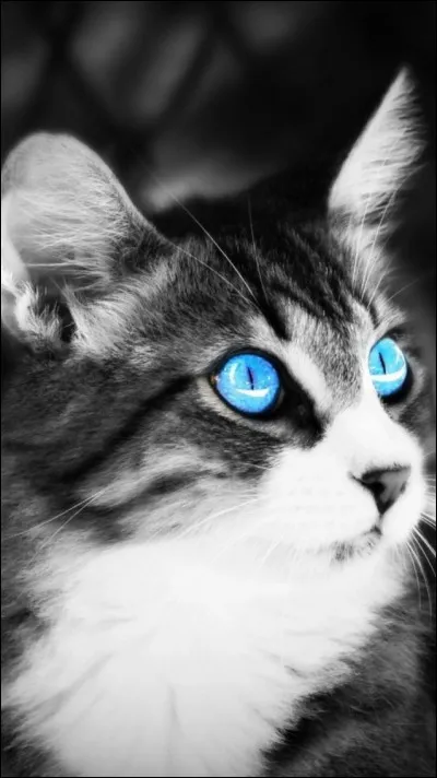 Lorsqu'il y a de la lumière, comment sont les pupilles du chat ?