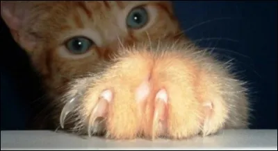 Si votre chat vous griffe vous mais pas vos amis, cela indique que votre chat :