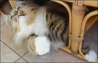 Quelle est la plus grande race de chat au monde ?