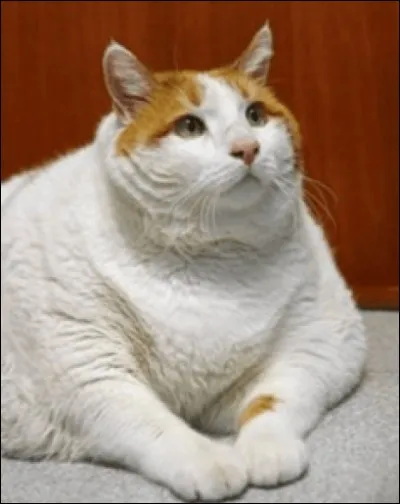 Comment se nomme le plus gros chat du monde ?
