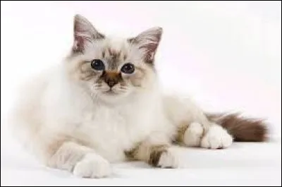 Quelle race de chat vient de Birmanie ?
