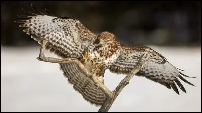 Qui était Marcel avant que Klaus le prenne dans sa famille ?