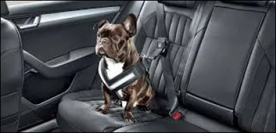 Le port de la ceinture de sécurité à l'arrière est obligatoire depuis ...