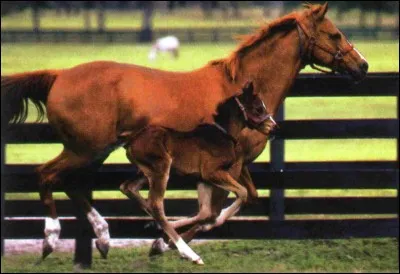 Où mettrais-tu ton cheval ?