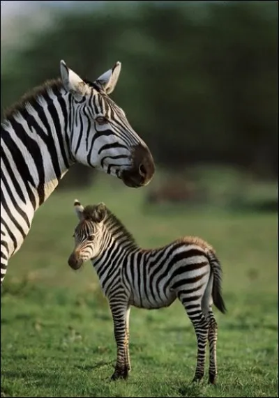 LepetitZebre. Non seulement d'aimer les animaux, elle est aussi très forte en histoire. Que veut dire "la solution finale" lors de la Seconde Guerre mondiale ?