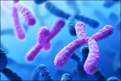 La paire de chromosomes sexuels XY désigne un garçon :