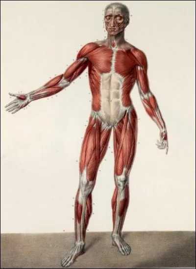 Lorsqu'un trapèze est un muscle, où est-il situé ?