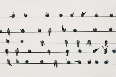 Une portée pour écrire de la musique comporte combien de lignes ?