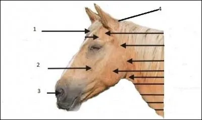 Comment se nomme le n° 3 ?