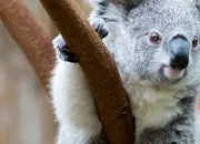 Test Quel serait ton animal totem ?