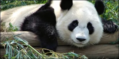 Que signifie "WWF" ?