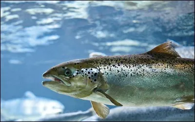 De quel poisson est fait le saumon fumé ?